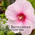HIBISCUS moscheutos 'Dark Mystery' 