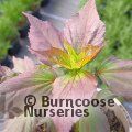 Small image of rose mallow