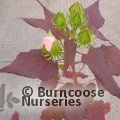 HIBISCUS moscheutos 'Dark Mystery' 