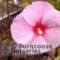 HIBISCUS moscheutos 'Dark Mystery' 