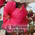 HIBISCUS moscheutos 'Planet Griotte' 