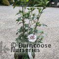 HIBISCUS syriacus 'China Chiffon' 