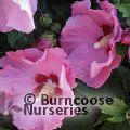 HIBISCUS syriacus 'Hamabo' 