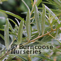 Small image of HIPPOPHAE