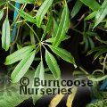 HOLBOELLIA latifolia angustata 