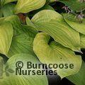 HOSTA 'August Moon'  