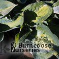 HOSTA 'Chain Lightning'  