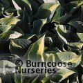 HOSTA 'Chain Lightning'  