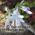 HOSTA 'Guacamole'  