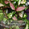 HOYA carnosa 'Tricolor' 