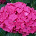 HYDRANGEA 'Alpengluhen'  