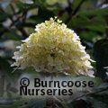 HYDRANGEA paniculata 'Phantom' 
