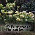 HYDRANGEA paniculata 'Phantom' 
