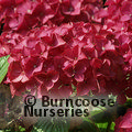 HYDRANGEA 'Alpengluhen'  