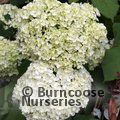 HYDRANGEA arborescens 'Annabelle' 