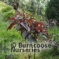 HYDRANGEA aspera Hot Chocolate 