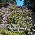 HYDRANGEA aspera Villosa group 