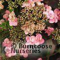 HYDRANGEA serrata 'Mont Aso' 