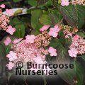 HYDRANGEA serrata 'Mont Aso' 
