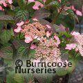 HYDRANGEA serrata 'Mont Aso' 