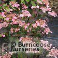 HYDRANGEA serrata 'Mont Aso' 