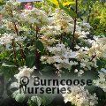 HYDRANGEA paniculata 'Early Harry' 