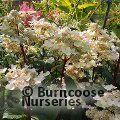 HYDRANGEA paniculata 'Early Harry' 