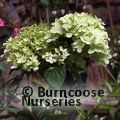 HYDRANGEA paniculata 'Limelight' 