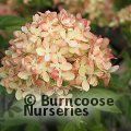 HYDRANGEA paniculata 'Little Lime' 