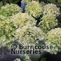 HYDRANGEA paniculata 'Little Lime' 