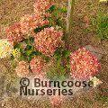 HYDRANGEA paniculata 'Little Lime' 