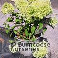 HYDRANGEA paniculata 'Little Lime' 
