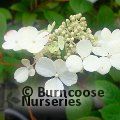 HYDRANGEA paniculata 'Little Quick Fire' 
