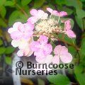 HYDRANGEA paniculata 'Little Quick Fire' 