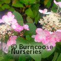 HYDRANGEA paniculata 'Little Quick Fire' 