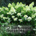 HYDRANGEA paniculata 'Phantom' 