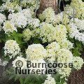 HYDRANGEA paniculata 'Skyfall' 