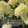HYDRANGEA paniculata 'Skyfall' 