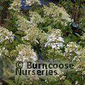 HYDRANGEA paniculata 'Unique' 