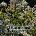 HYDRANGEA paniculata 'Unique' 