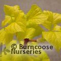 HYDRANGEA petiolaris 'Bright Side' 