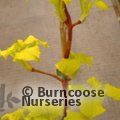 HYDRANGEA petiolaris 'Bright Side' 