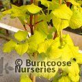 HYDRANGEA petiolaris 'Bright Side' 