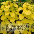 HYDRANGEA petiolaris 'Bright Side' 