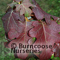 HYDRANGEA quercifolia 'Burgundy' 
