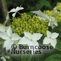 HYDRANGEA scandens subsp. chinensis 