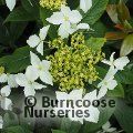 HYDRANGEA scandens subsp. chinensis 