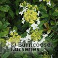 HYDRANGEA scandens subsp. chinensis 
