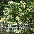 HYDRANGEA scandens subsp. chinensis 