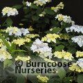 HYDRANGEA serrata 'Blue Deckle' 